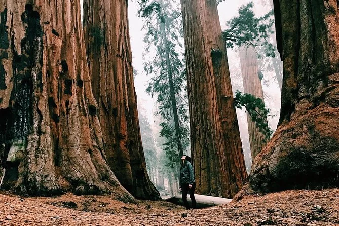 Yosemite & Giant Sequoias Small-Group Tour