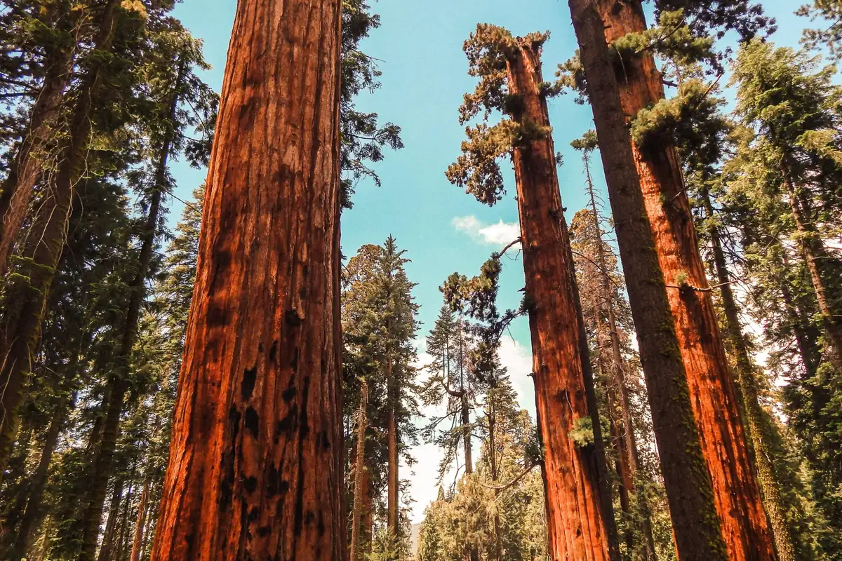 Looking up the red trunks of giant sequoias toward a blue sky