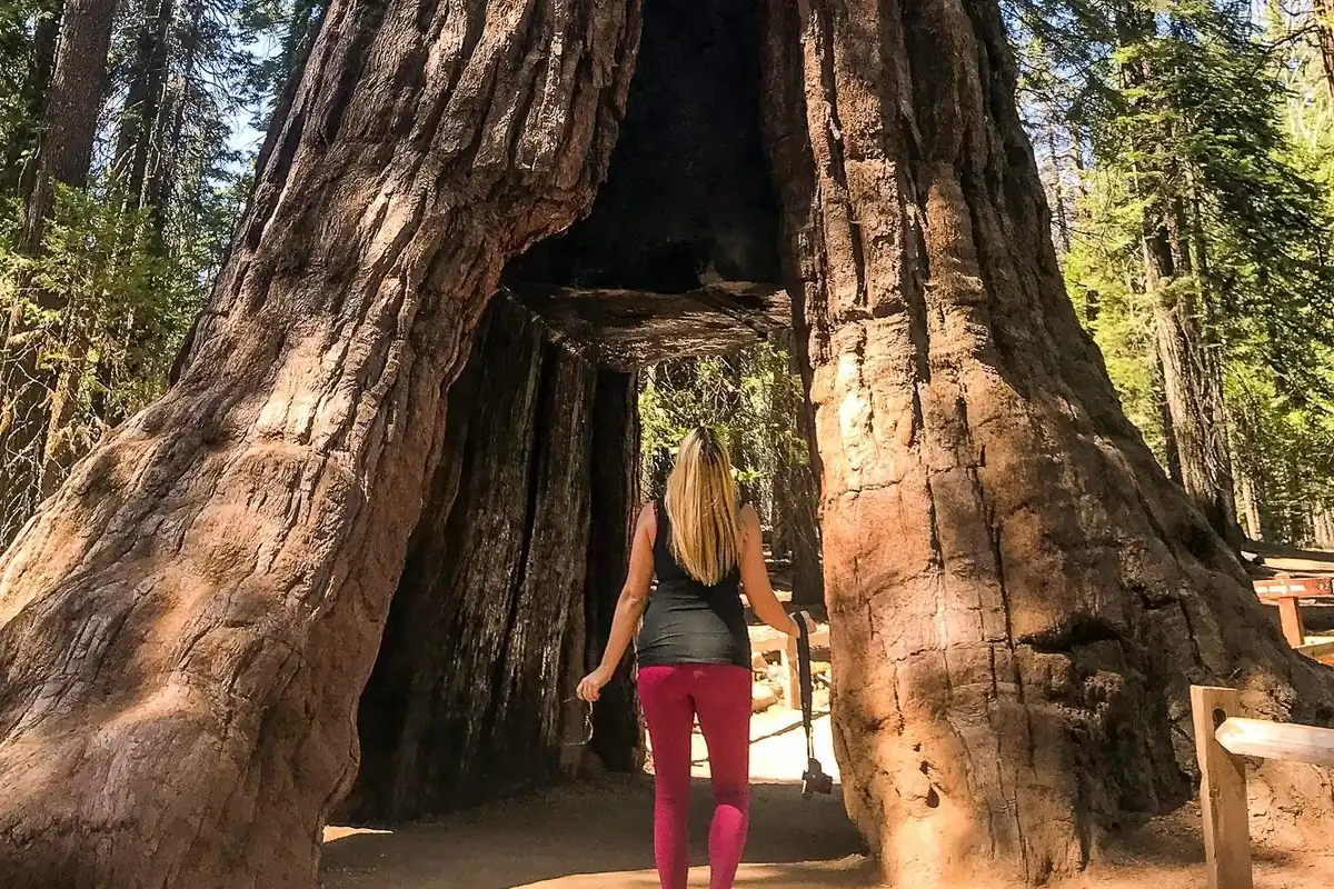 A visitor walking through the hollow trunk of a dead giant sequoia in a forest